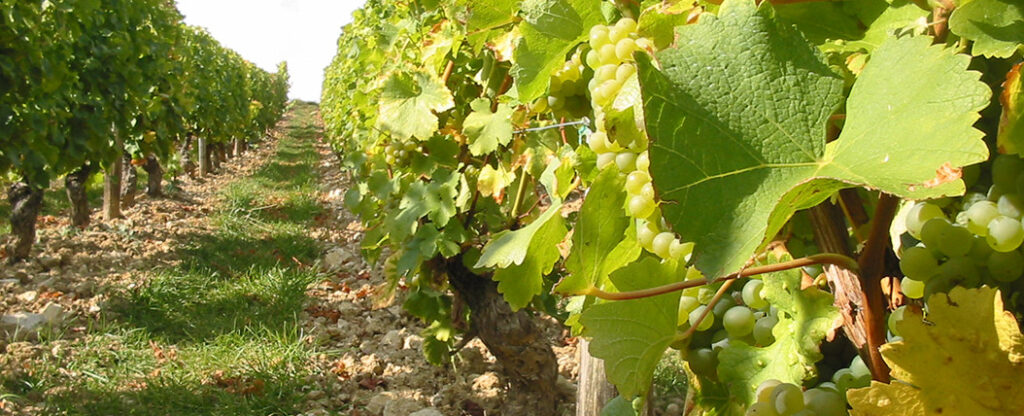 Bourgogne, een regio voor cultuur en natuur, rust en ontspanning
